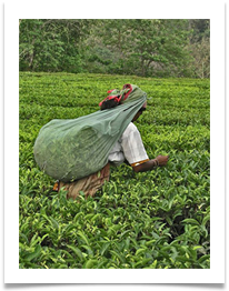 Tea Picker - Darjeeling - Richard Nicholls